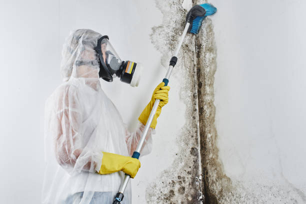 Best Emergency Mold Remediation  in Lago Vista, TX